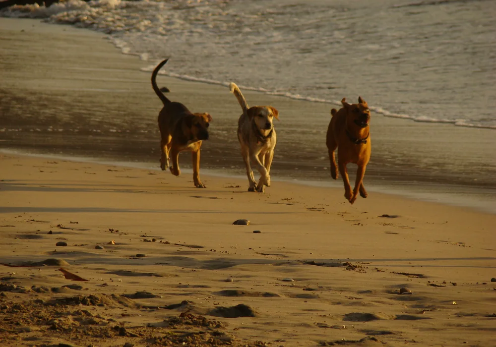 The beach at Nosara